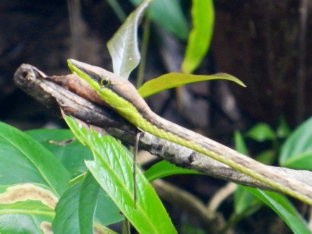 Snake in Cahuita, Costa Rica