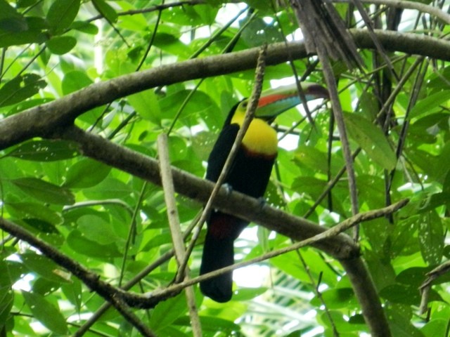 Toucan in Cahuita Park, Costa Rica