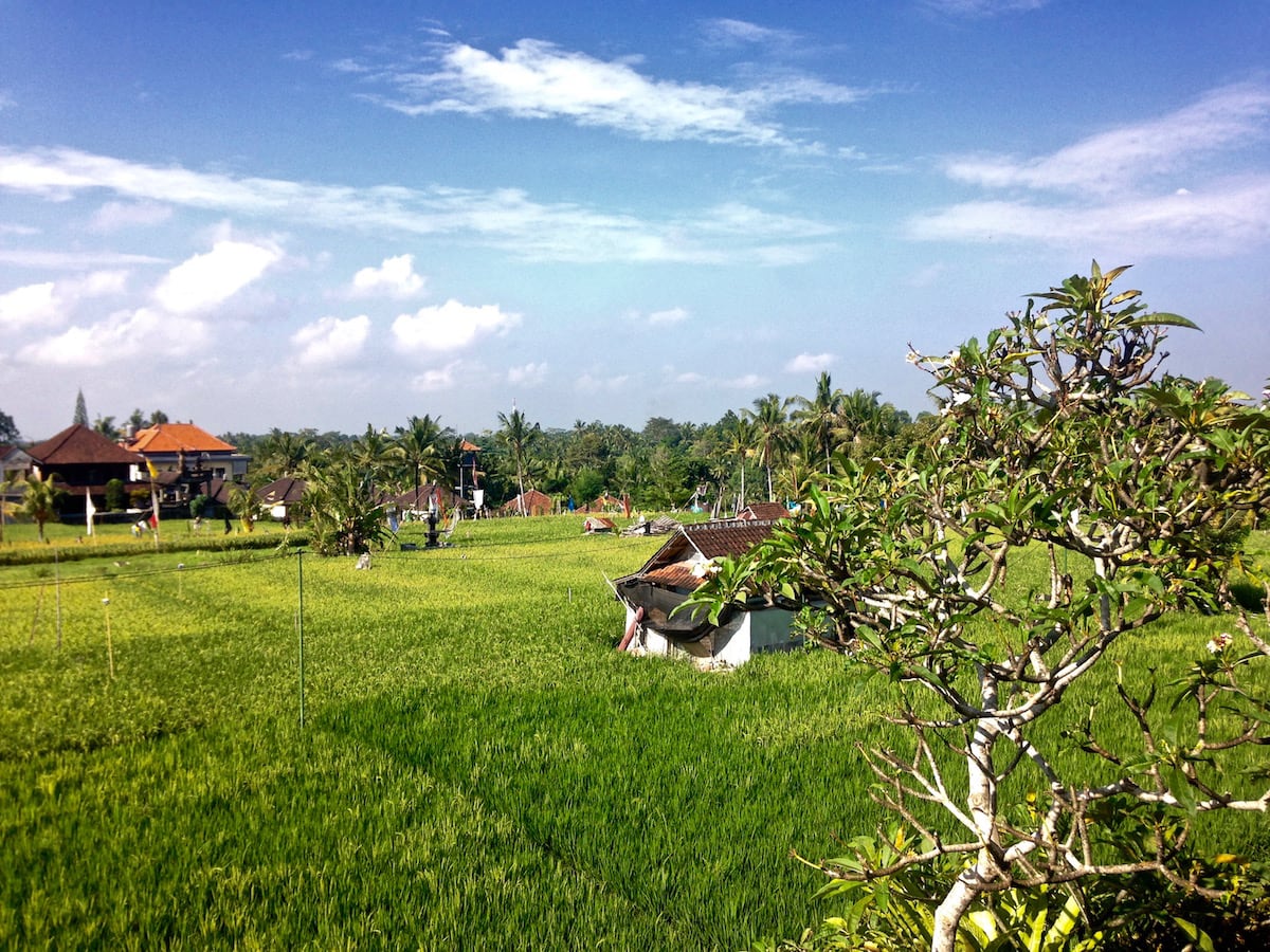 Views of the rice fields from our accommodation