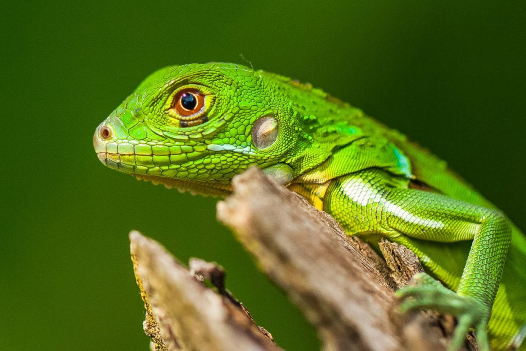 Review: Lapa Rios, Costa Rica - Unique Hotels Of The World