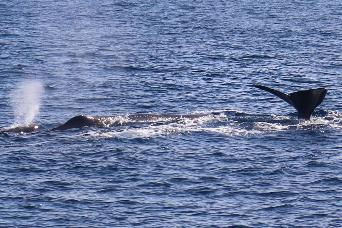 The tail of a sperm whale before it dives down