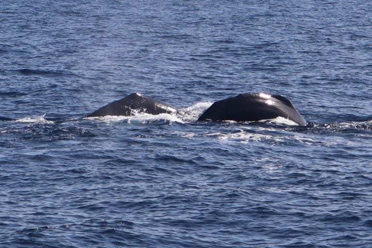 Whale Watching In Dominica - Sperm Whales, Dolphins And More: 2024 Guide