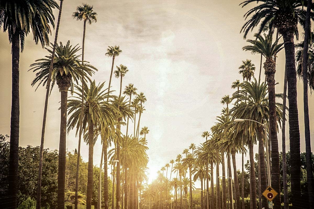 Palm tree lined roads in LA - a common view if you follow my Ultimate Los Angeles Itinerary