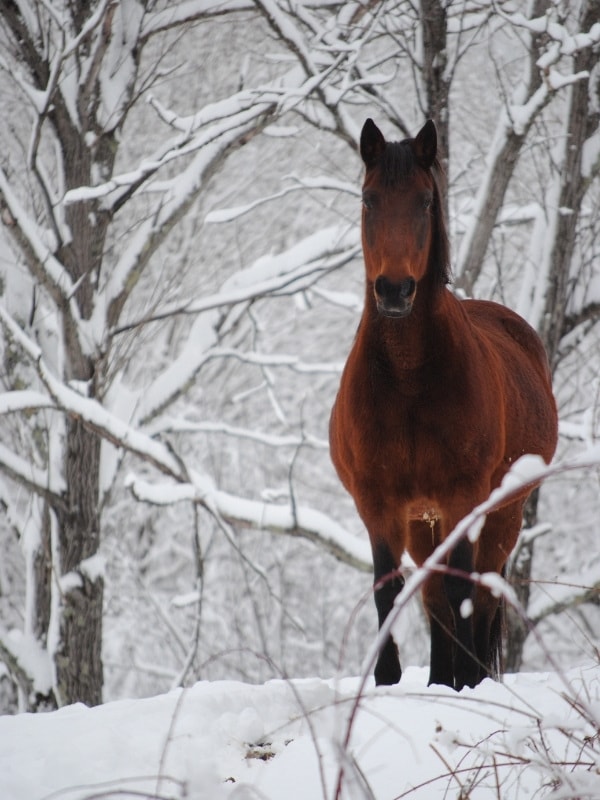 Horses in Vermont in winter