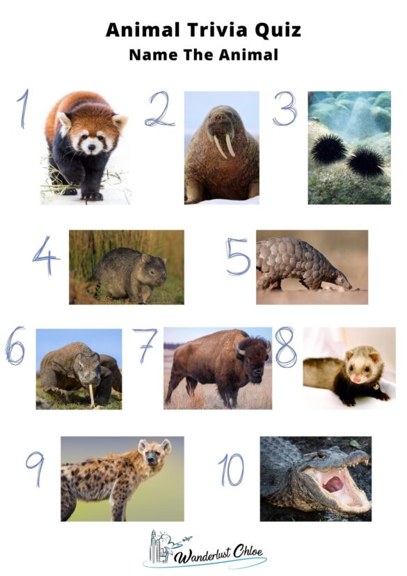 50 Animal Trivia Questions To Test Your Knowledge 2023 Guide   Animal Quiz 585x827 