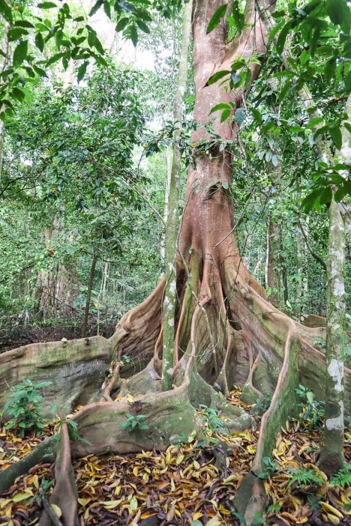 Incredible trees in Corcovado National Park