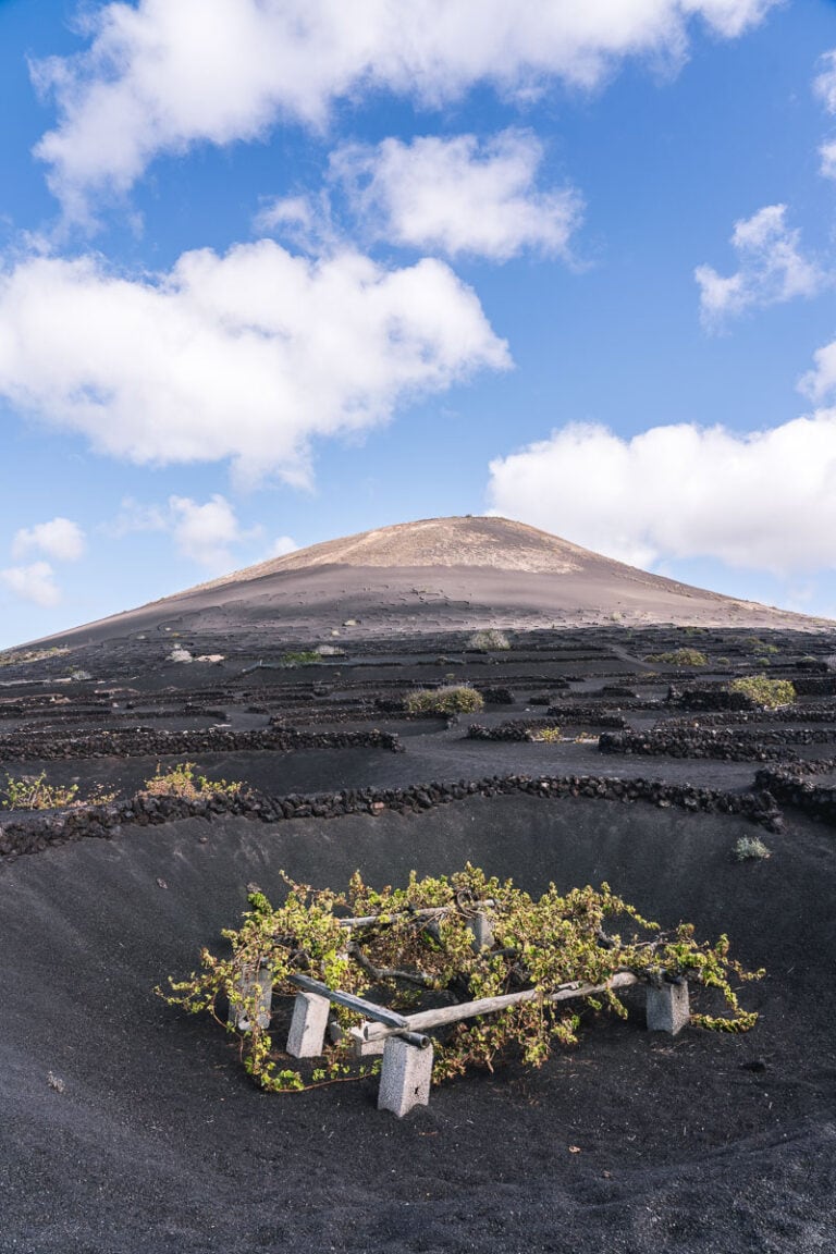 Lanzarote Wine Tour Review – Volcanic Vineyards + Wine Tasting: 2023