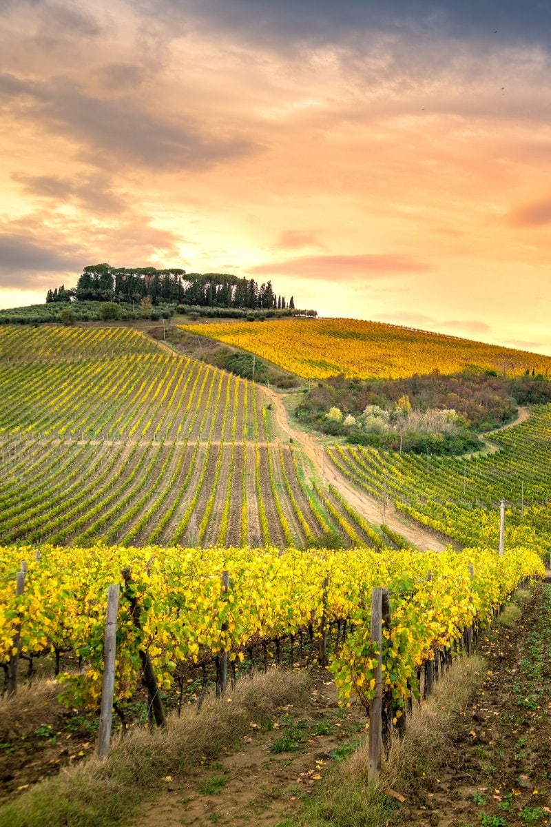 REVIEWED: 13 Best Vineyard Hotels in Tuscany, Italy: 2024 Guide