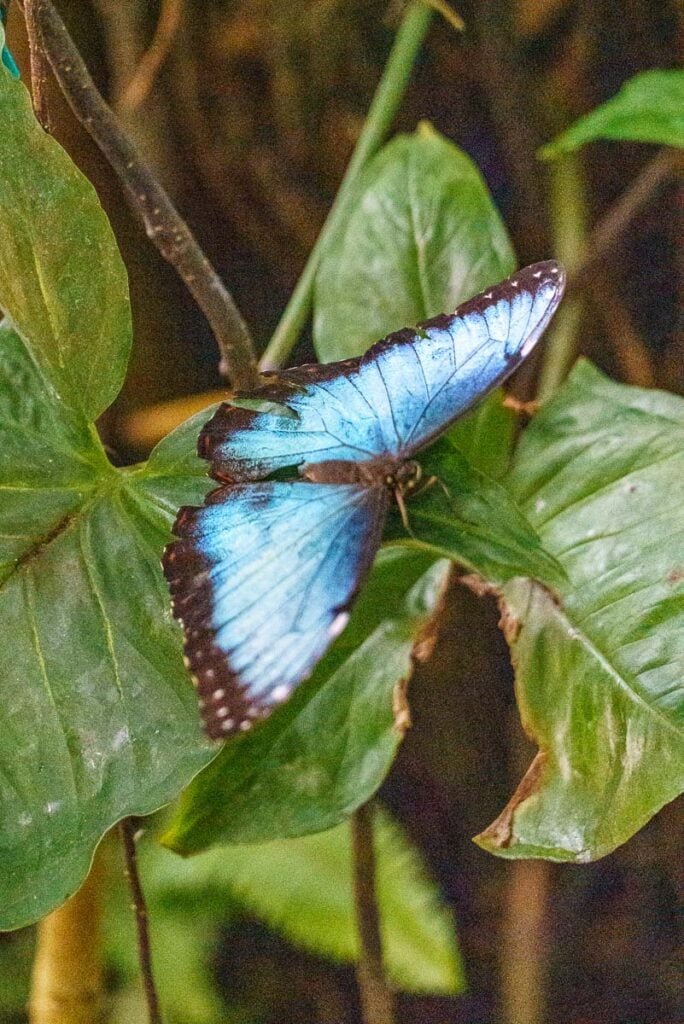 Key West Butterfly Conservatory