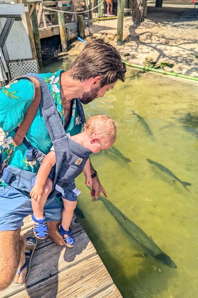 See the tarpon in Islamorada