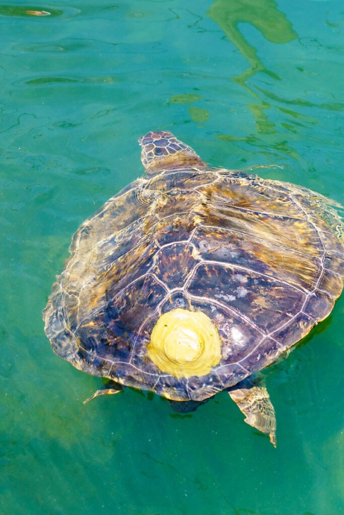 Turtle Hospital, Marathon