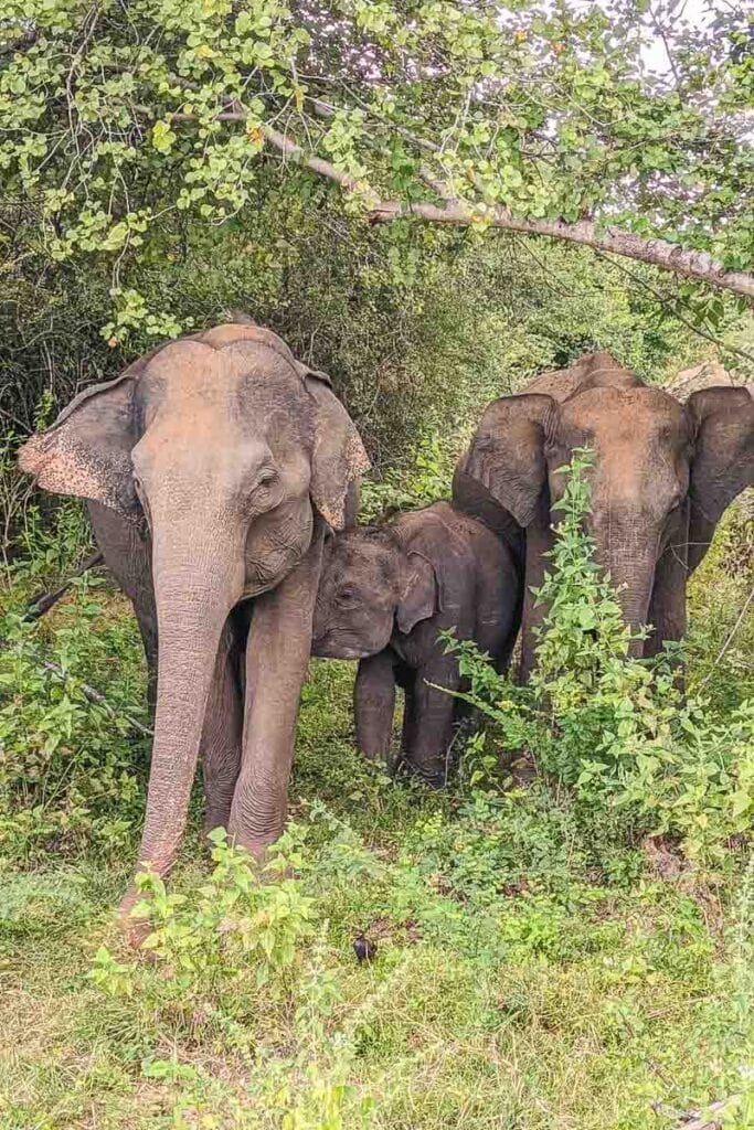 elephants in udawalawe national park