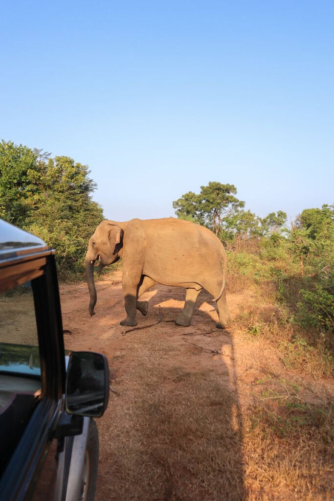 udawalawe safari