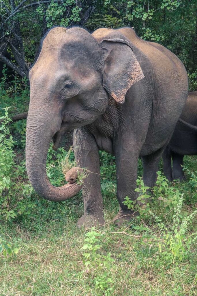 udawalawe safari